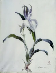 Flower Pieces